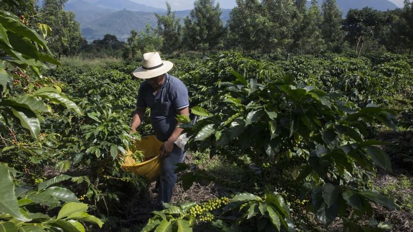 Kahve fiyatlarında Trump etkisi
