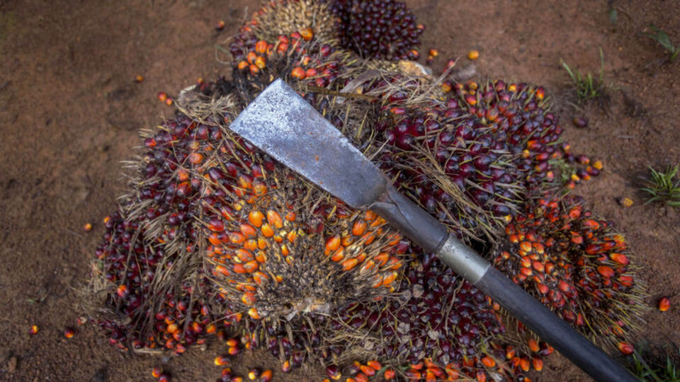Palm yağı fiyatları beş ayın zirvesini gördü