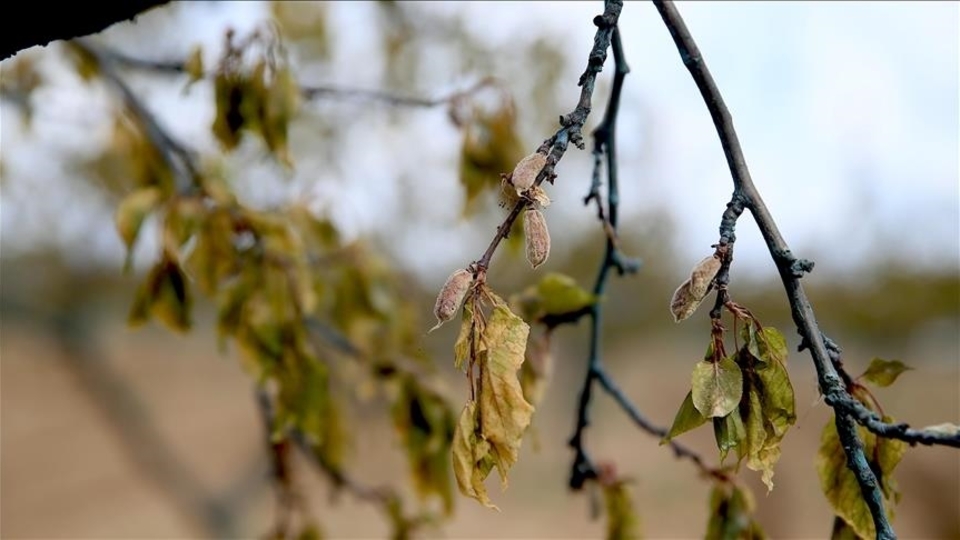 Zirai dondan etkilenen çiftçilere destek