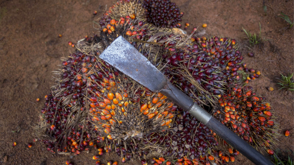 Petroldeki yükseliş palm yağı fiyatlarını tetikliyor